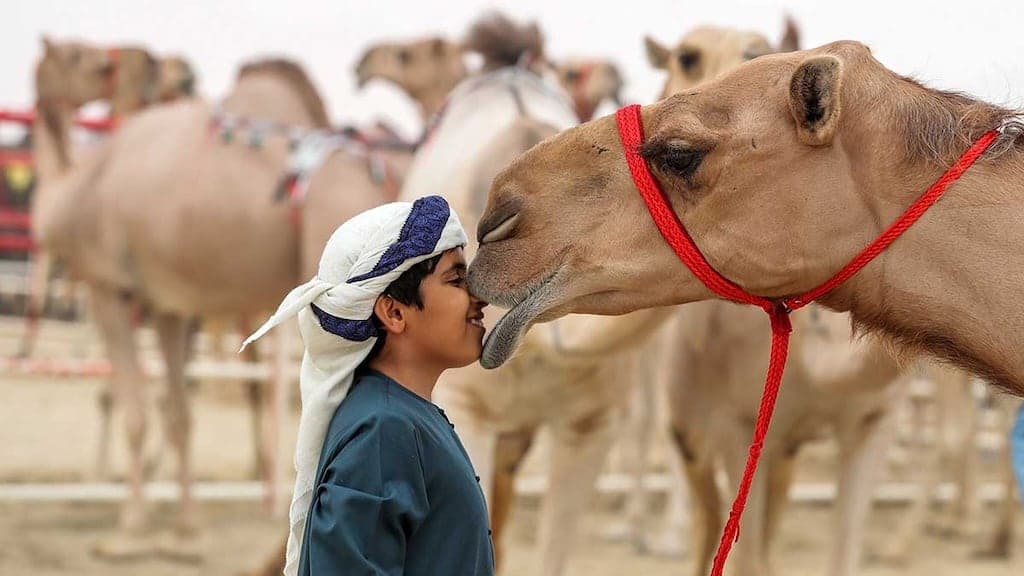 Dhafra Camel Festival, United Arab Emirates